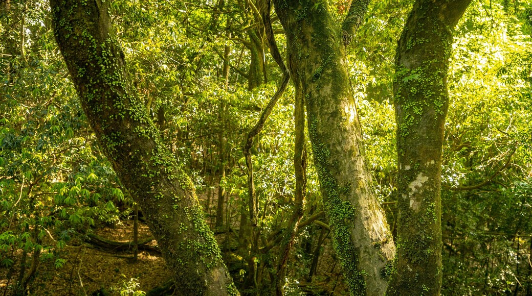 Kasugayama Hill Primeval Forest showing forest scenes
