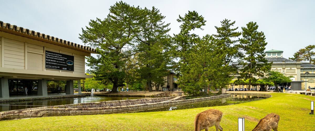 Nara National Museum featuring land animals, cuddly or friendly animals and a garden