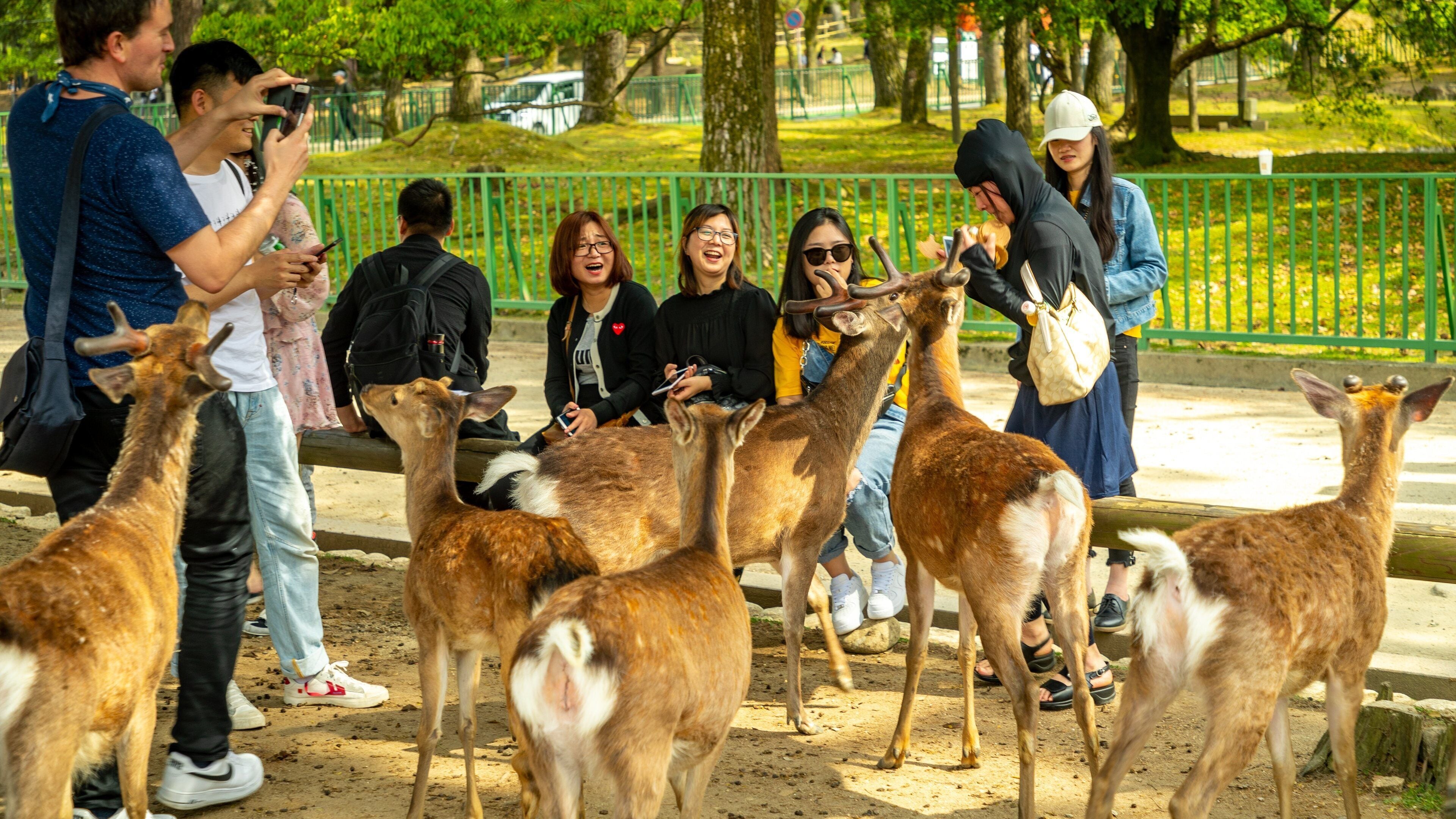 Nara Park which includes land animals and cuddly or friendly animals as well as a small group of people
