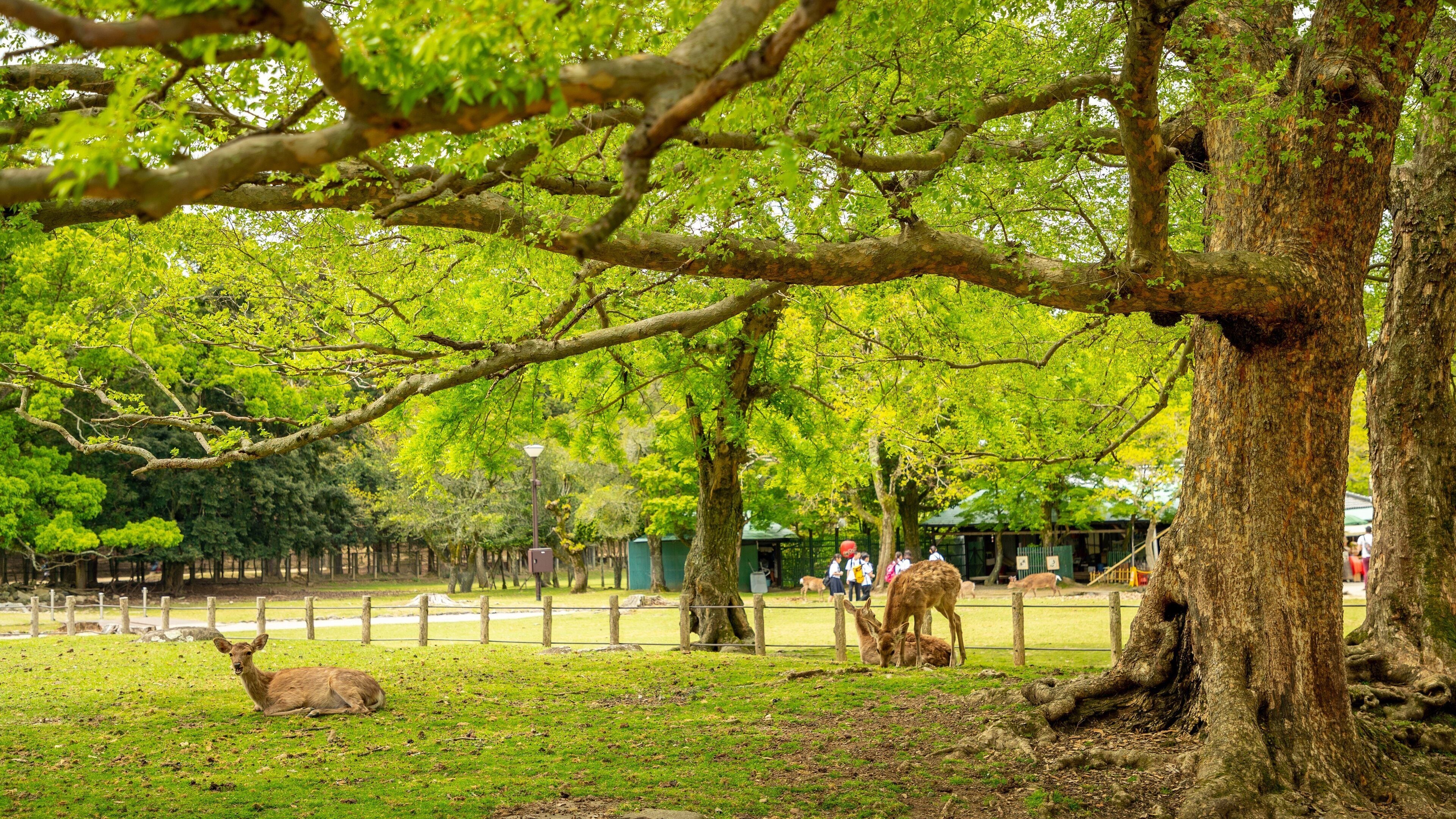 Nara Park showing a park, cuddly or friendly animals and land animals