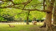 A park with deer, trees, and a fenced area.