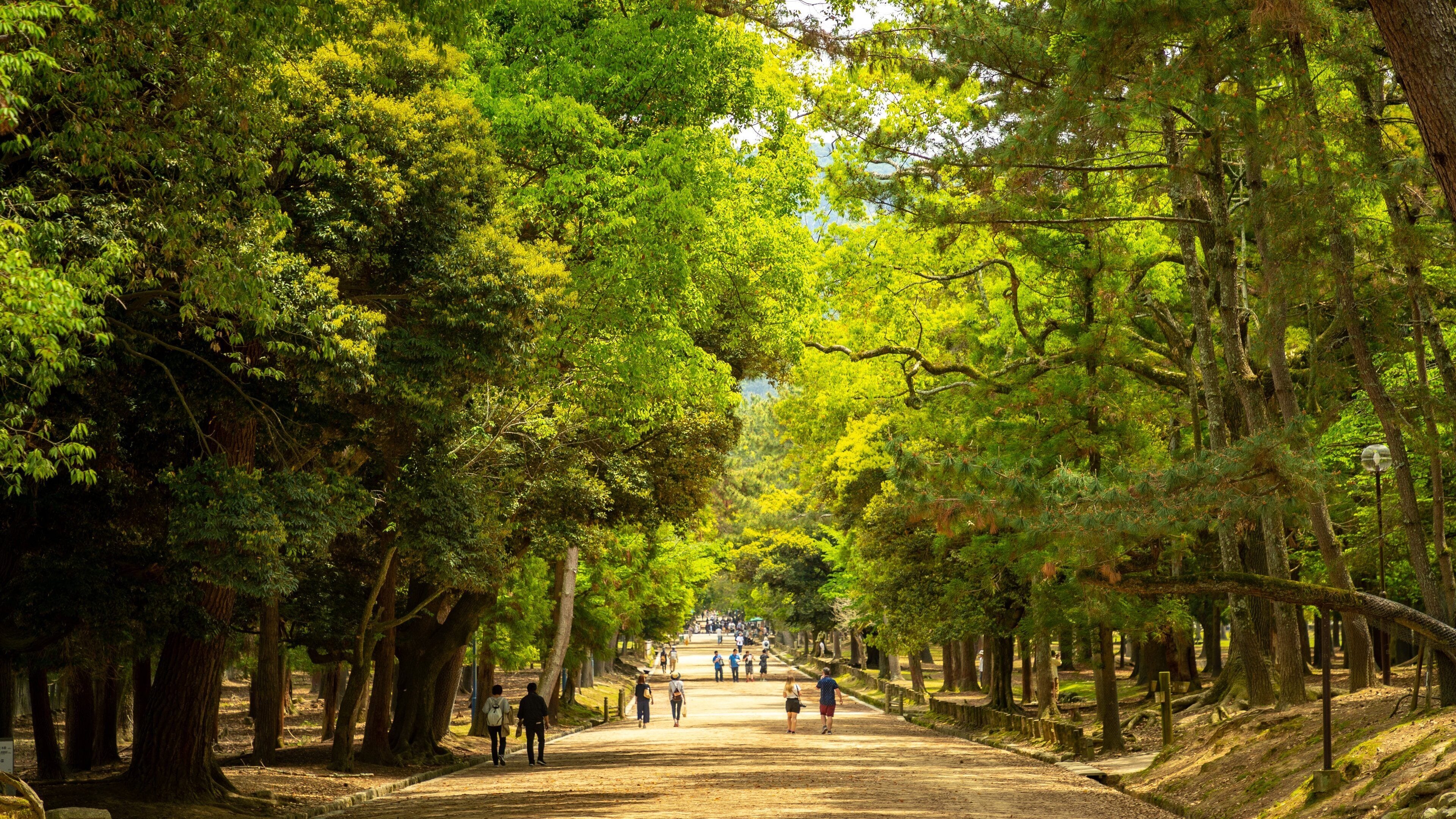 Nara Park featuring a garden