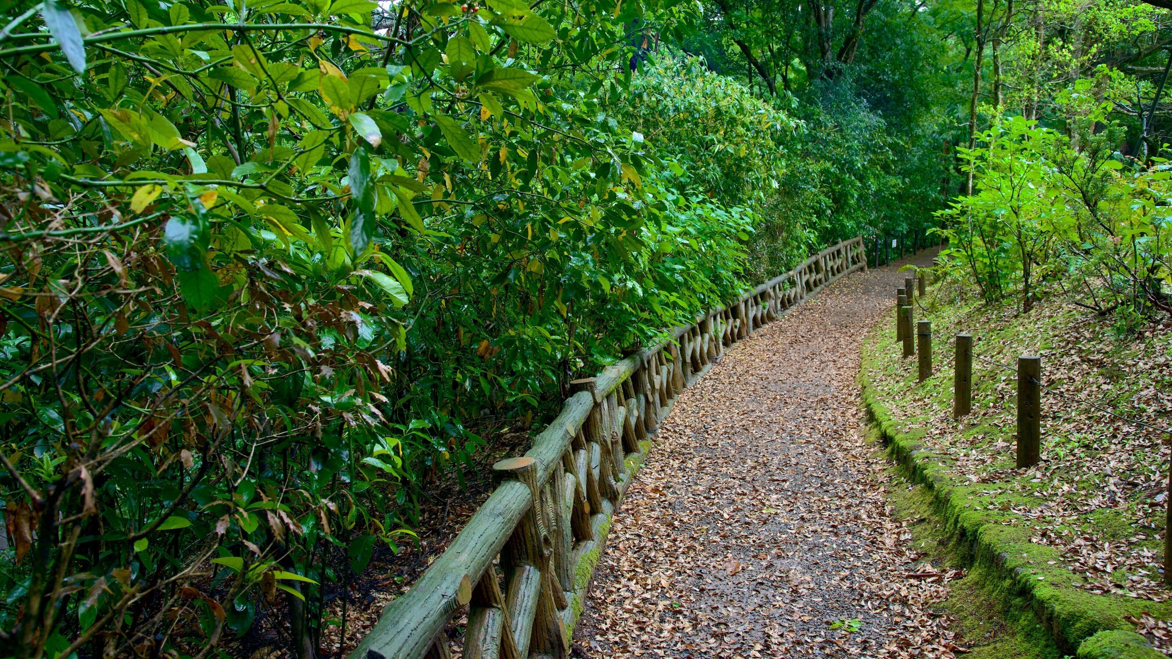 Parque Naritasan mostrando un jardín
