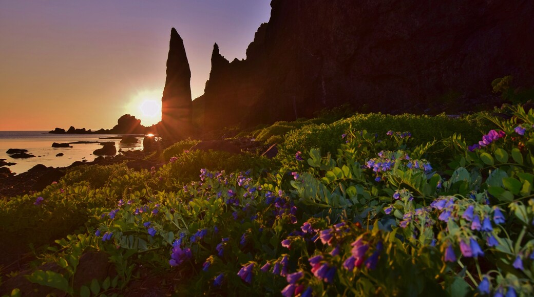 A coastal sunset with cliffs and purple flowers in the foreground.