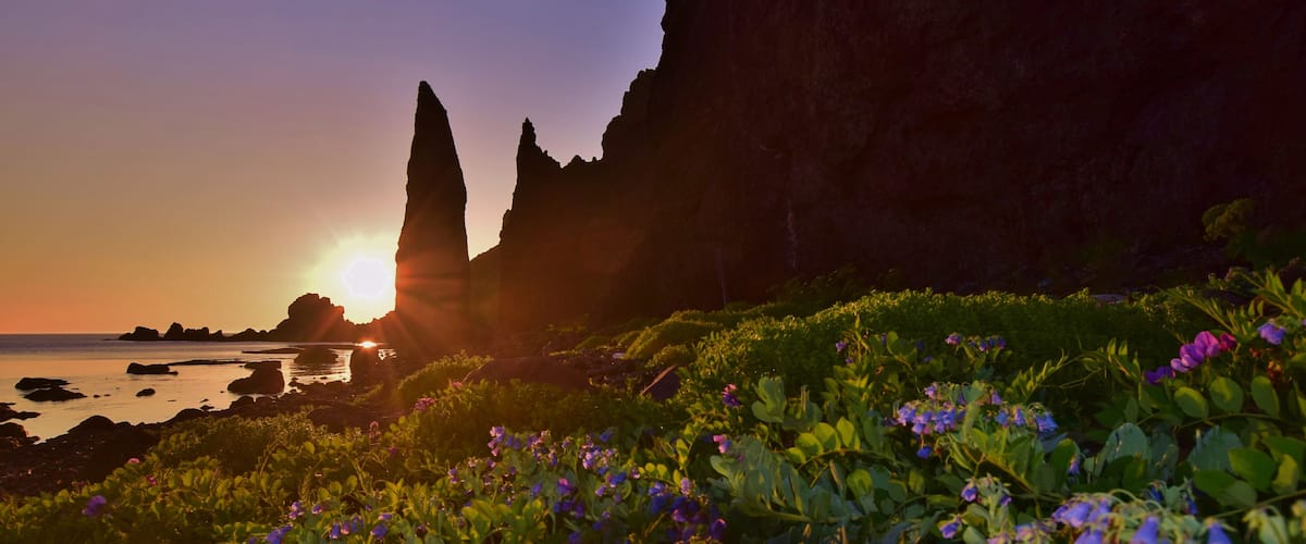 Tramonto costiero con scogliere e fiori viola in primo piano.