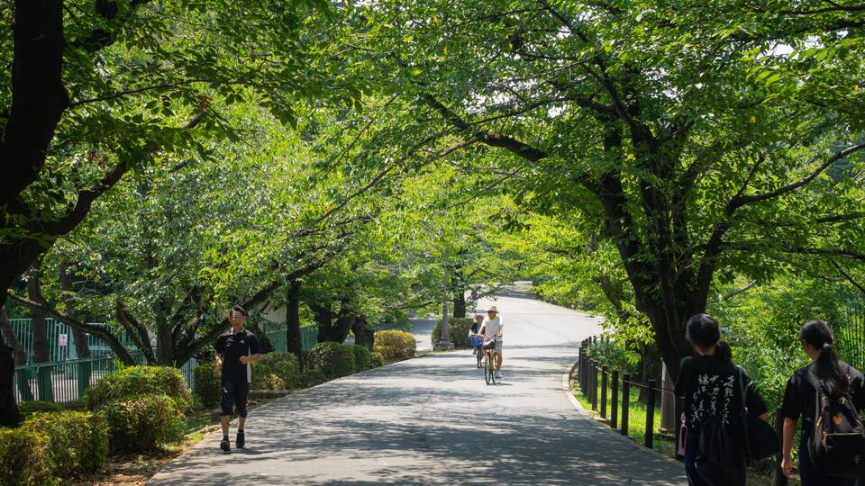 A tree-lined pathway with cyclists and pedestrians.