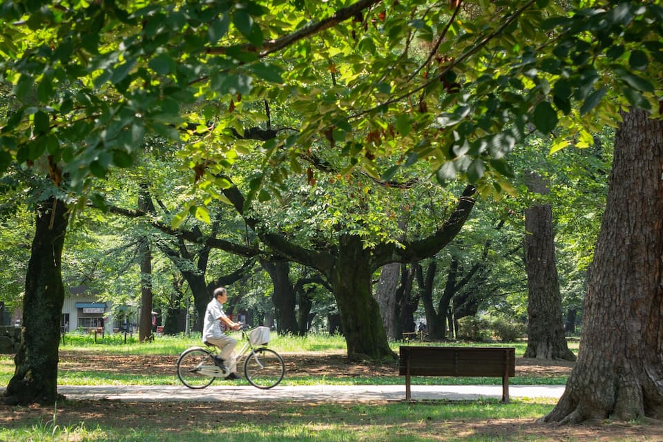 A park with a cyclist, trees, and a bench.