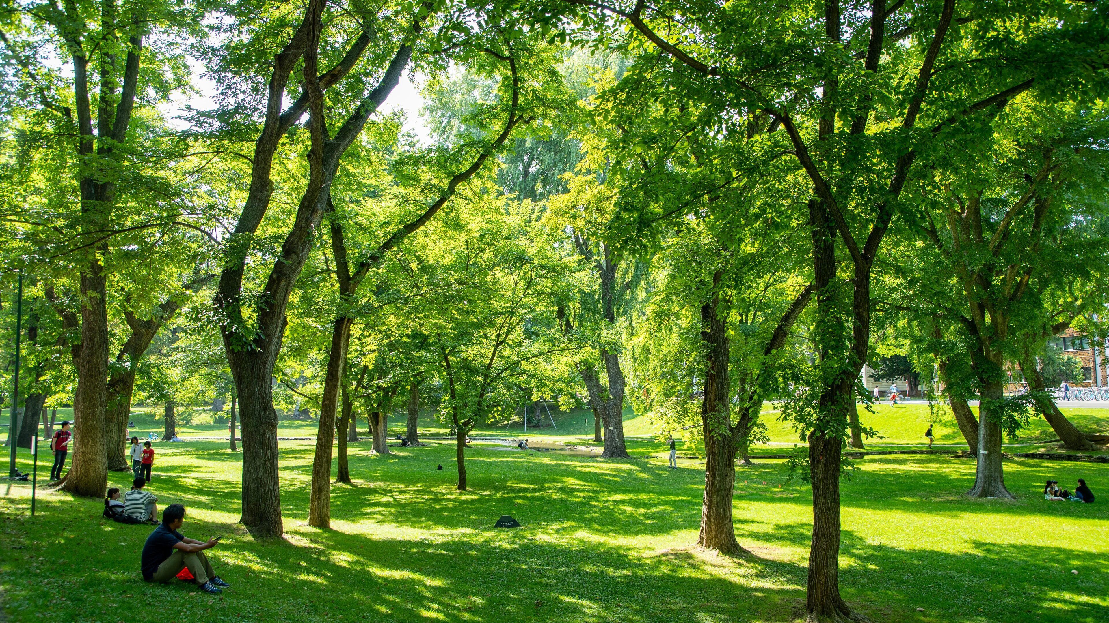 Een park met groen gras, bomen en mensen die zitten en lopen.