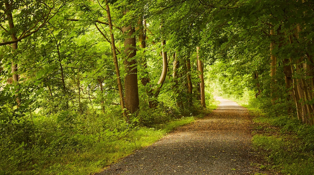 The Swatara Rail Trail in central Pennsylvania during summer
