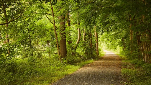 The Swatara Rail Trail in central Pennsylvania during summer