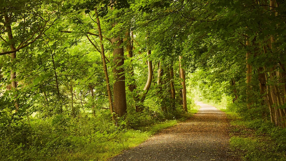 A forested path with dense green foliage and tall trees.