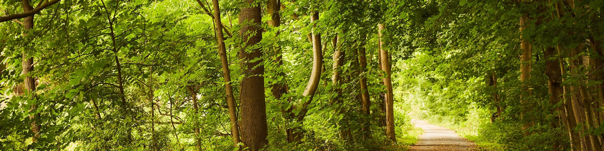The Swatara Rail Trail in central Pennsylvania during summer