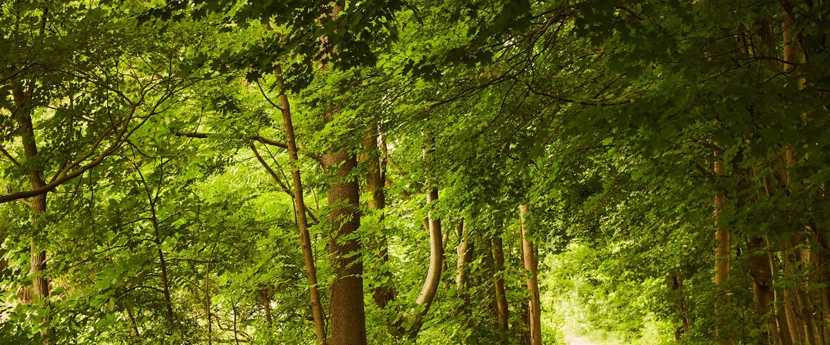 A forested path with dense green foliage and tall trees.