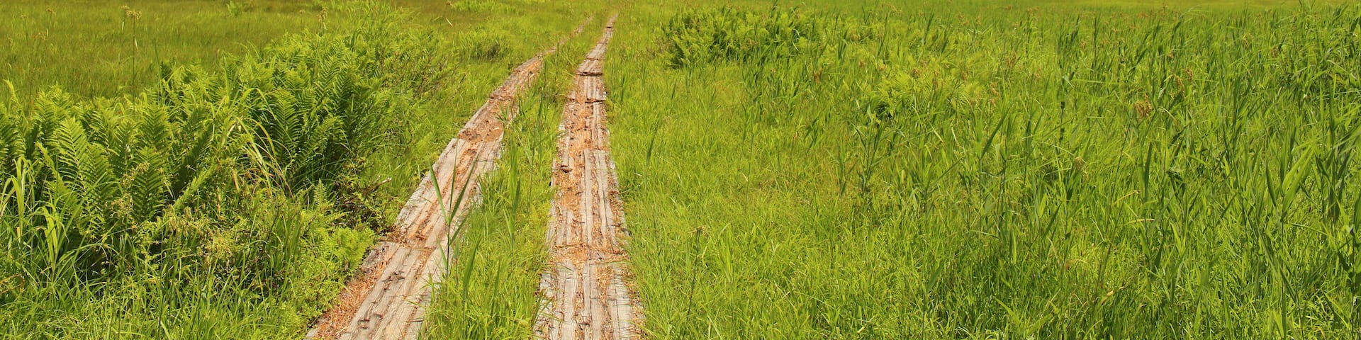 真夏の尾瀬ヶ原と燧ケ岳 Oze in summer