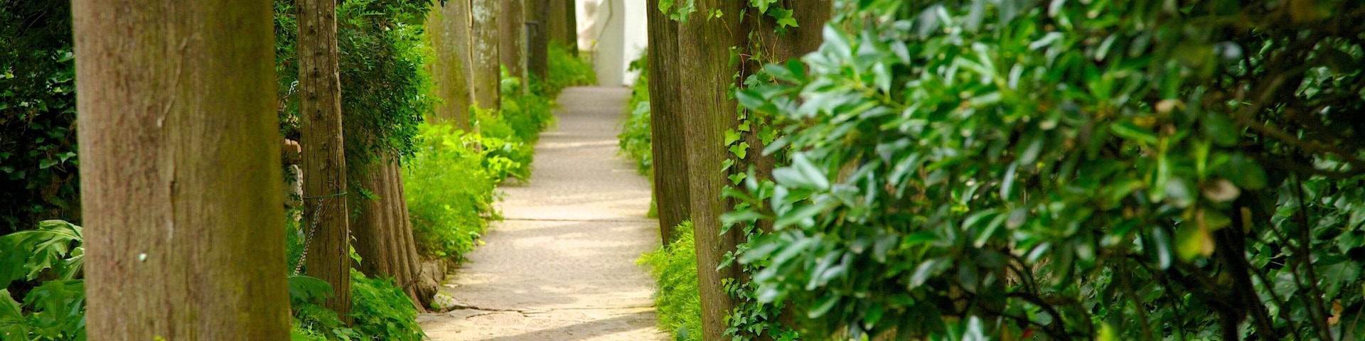 Villa San Michele showing a park