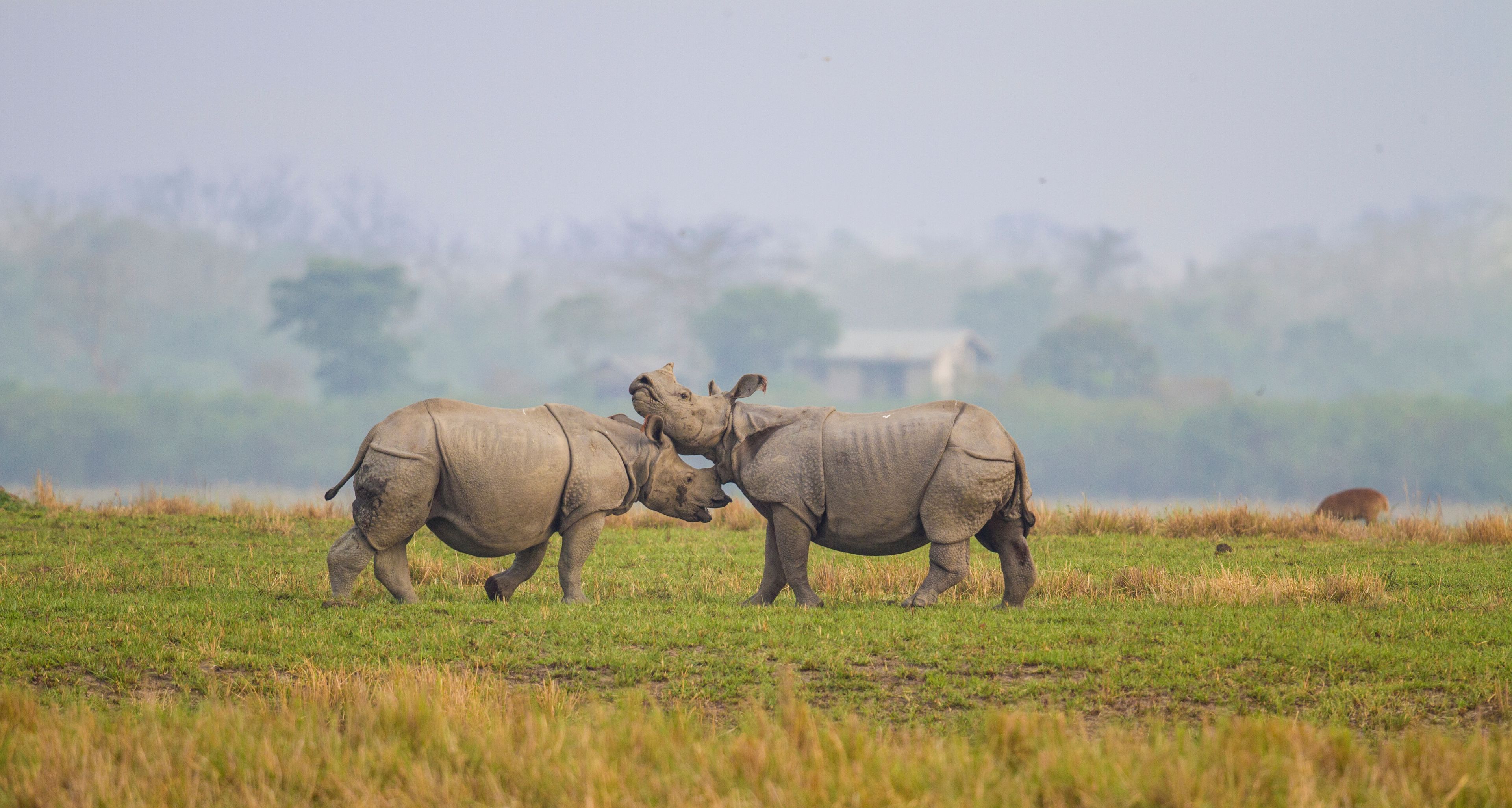 Fighting Rhino