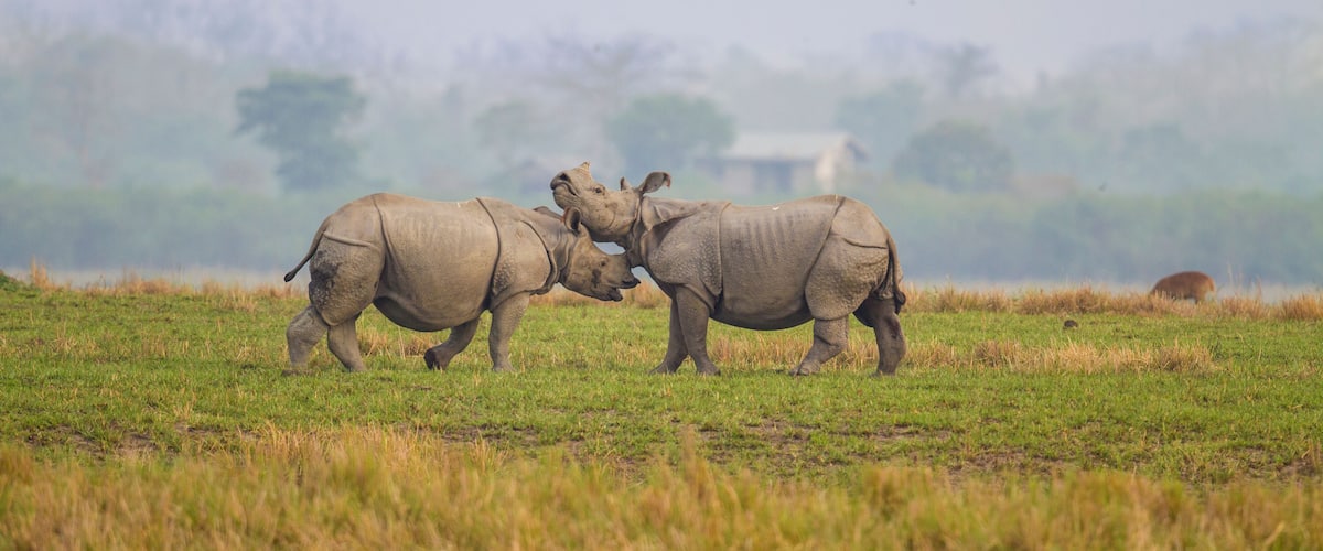 Deux rhinocéros dans un champ d’herbe, avec un arrière-plan brumeux.