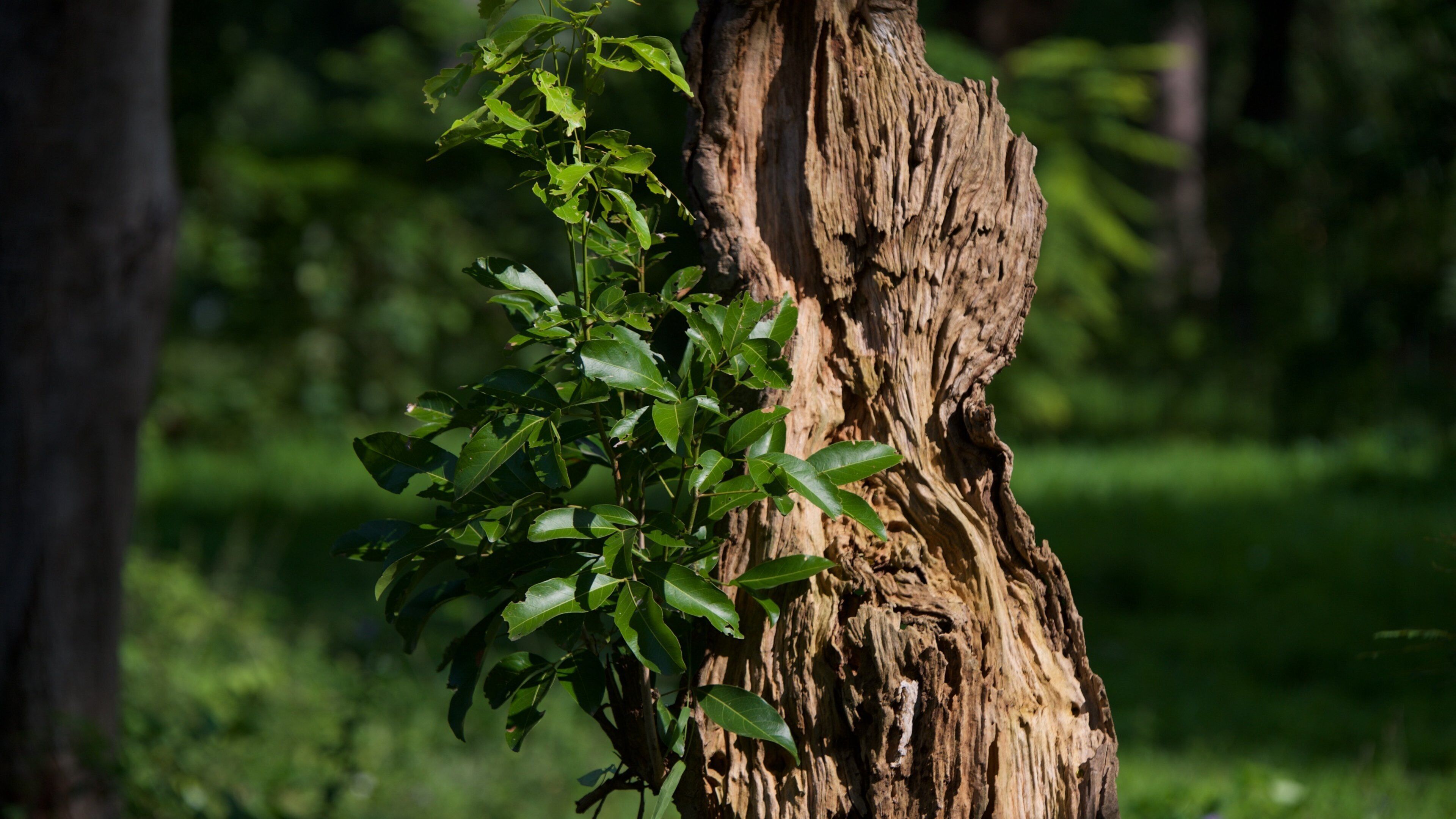 Botanical Gardens featuring a garden
