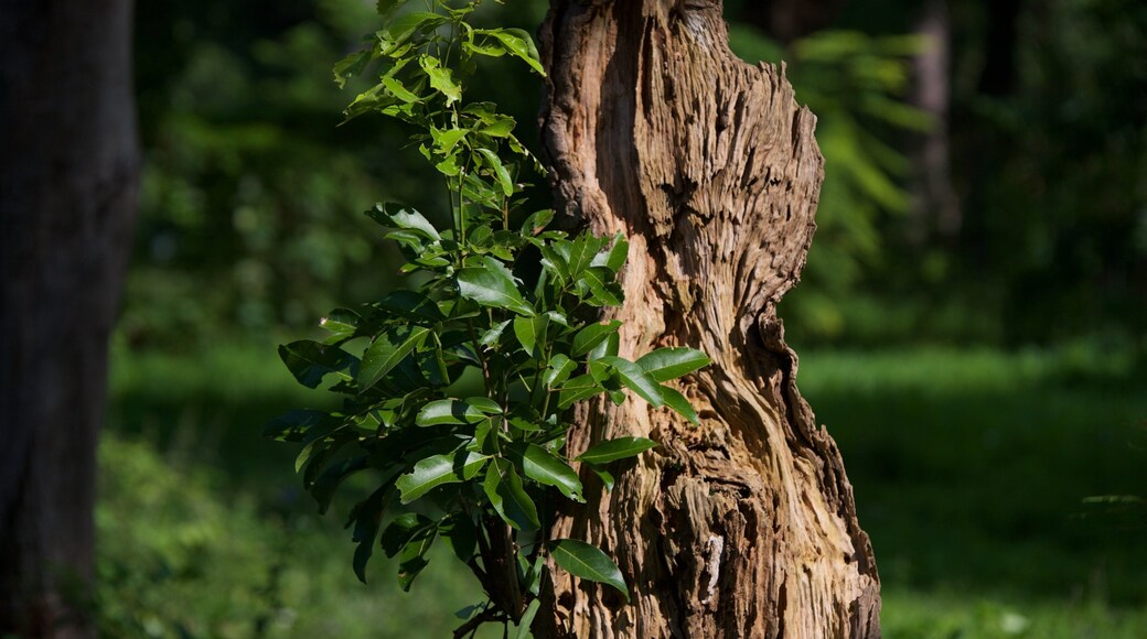 Botanical Gardens featuring a garden