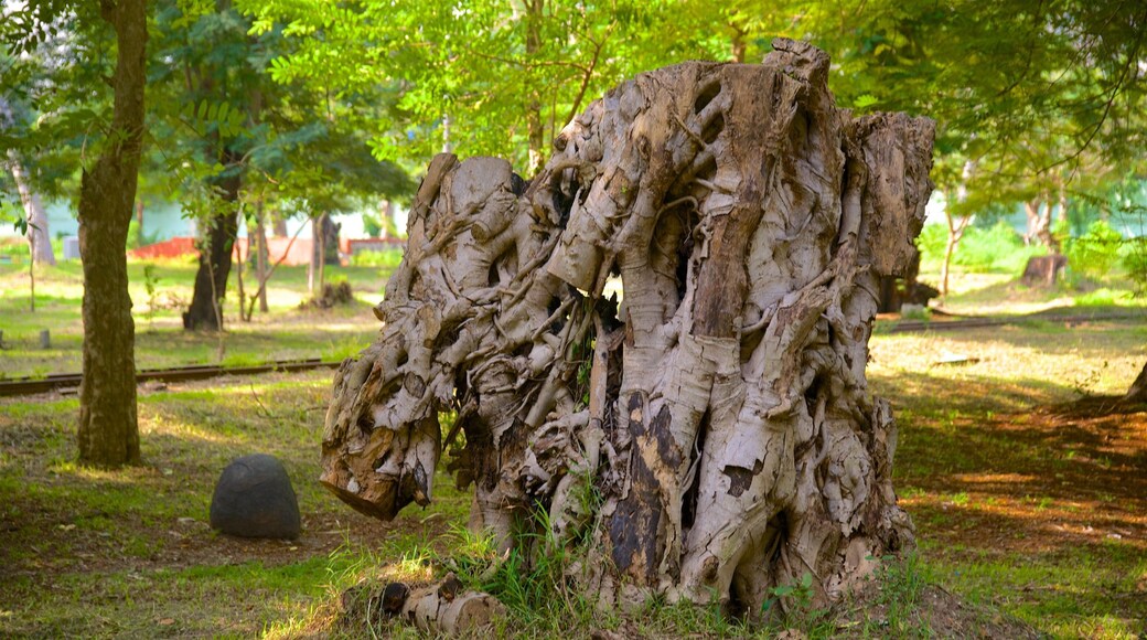 Botanical Gardens which includes a garden