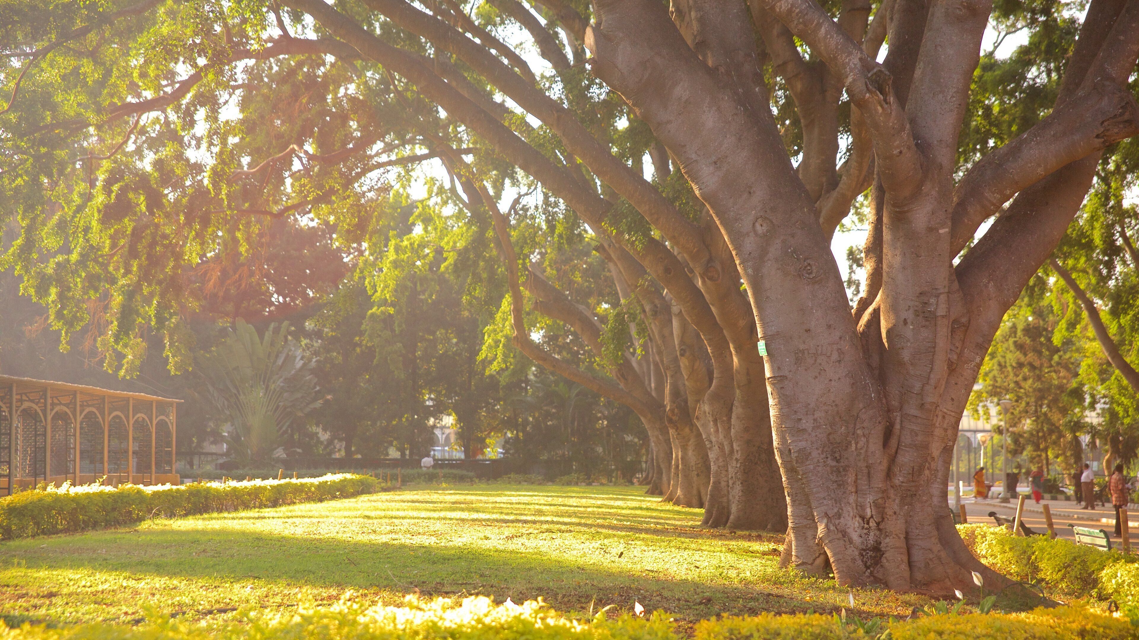 Lalbagh Botanical Gardens showing a park
