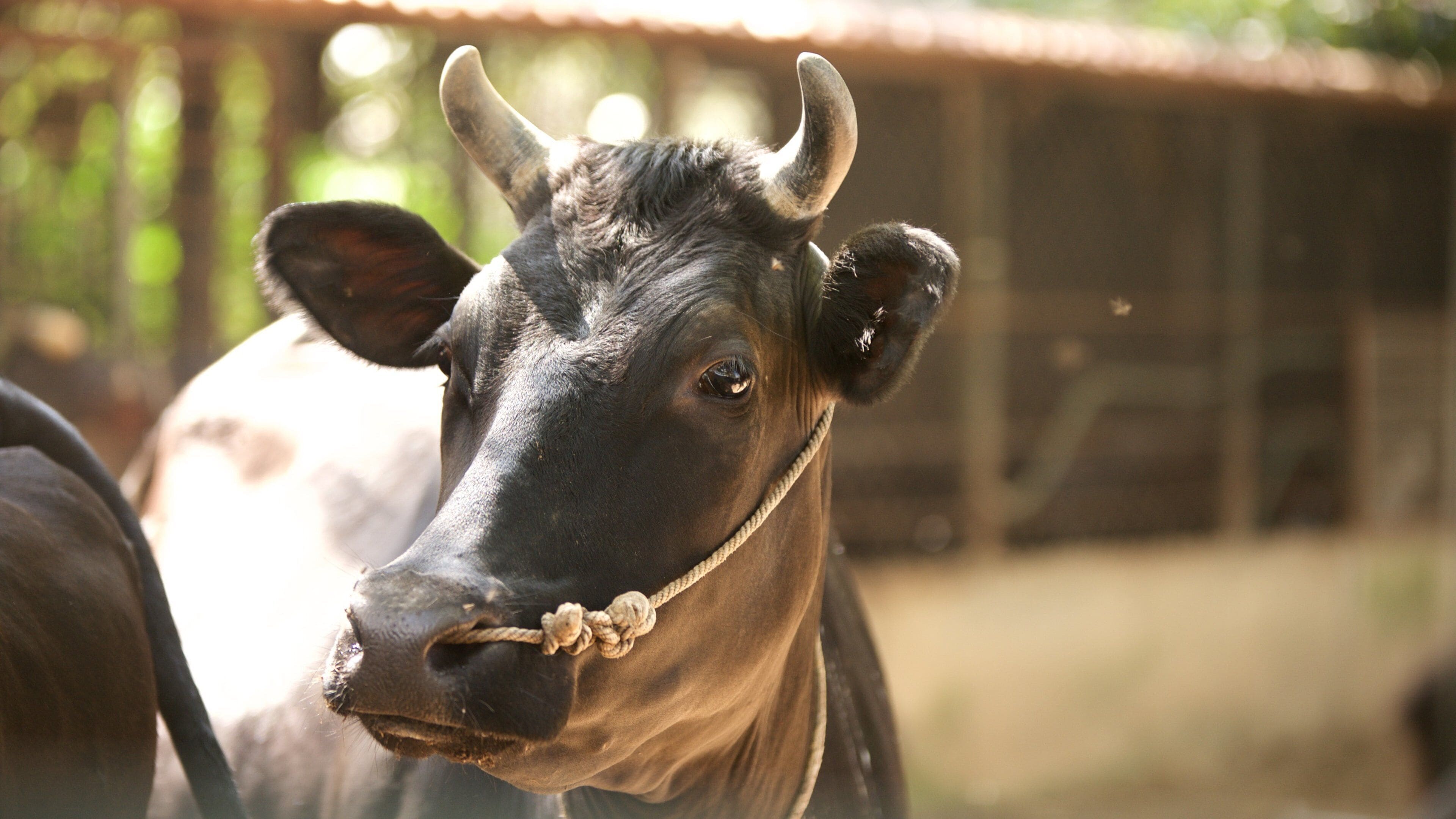 ISKCON Temple which includes land animals