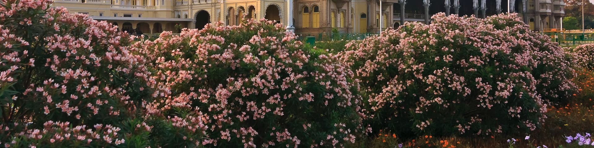 A grand building with multiple domes and arches, surrounded by blooming pink flowers.