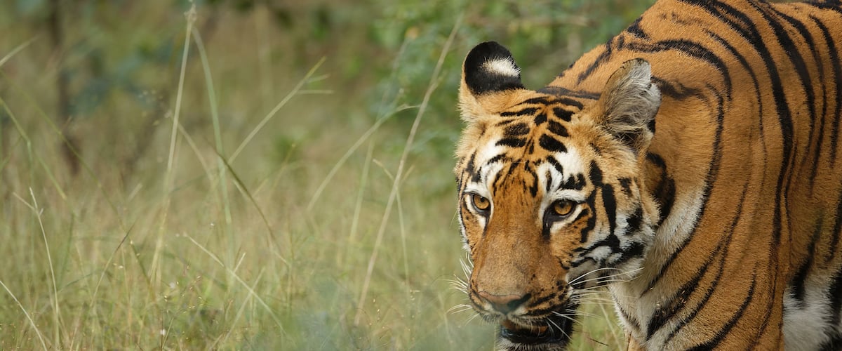 Bold and beautiful tiger coming out from the bushes at bandipur national park, karnataka, india.