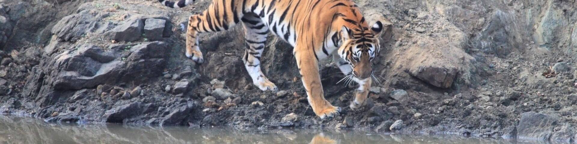 A tiger walking near a water body with a rocky terrain in the background.