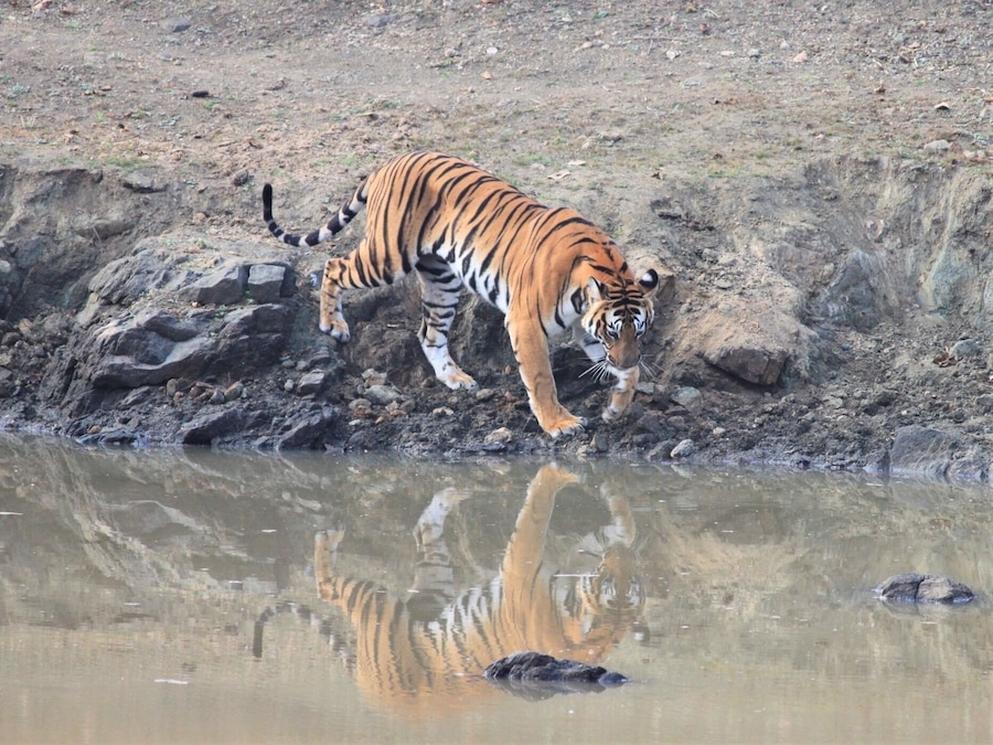 A tiger walking near a water body with a rocky terrain in the background.