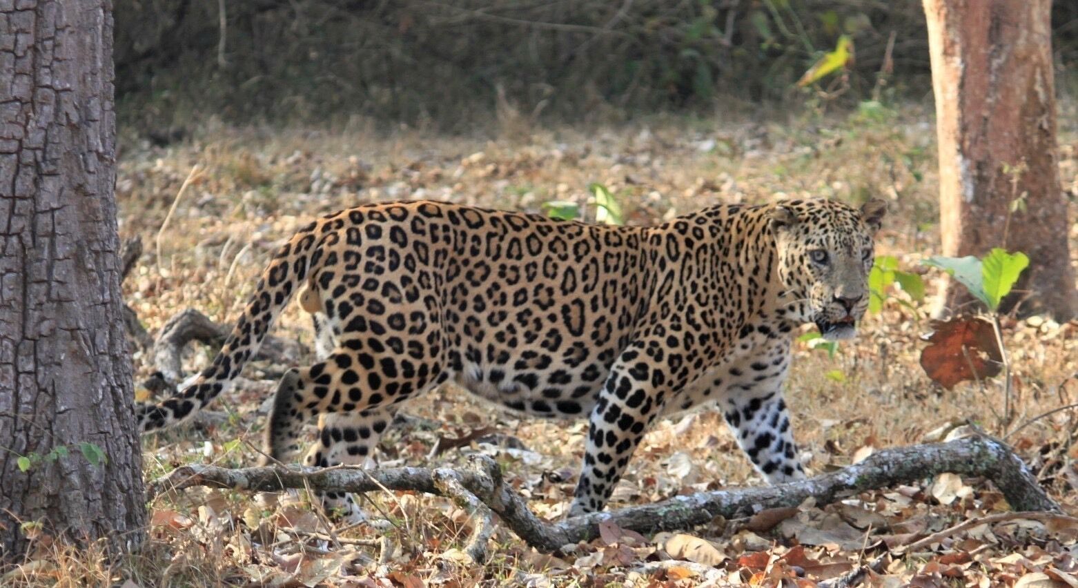 So lucky to see this elder statesman.  Just chilling under a tree.  We watched him for around 15 minutes just wonderful!