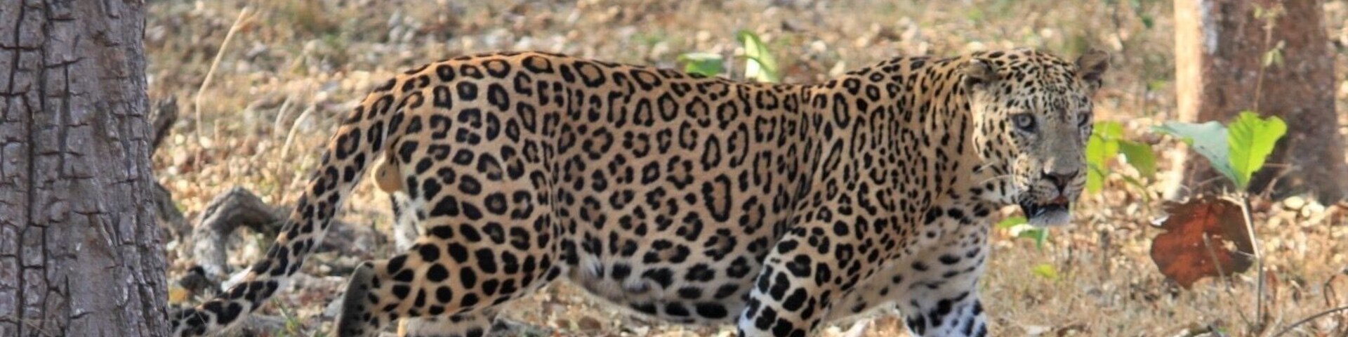 So lucky to see this elder statesman. Just chilling under a tree. We watched him for around 15 minutes just wonderful!
