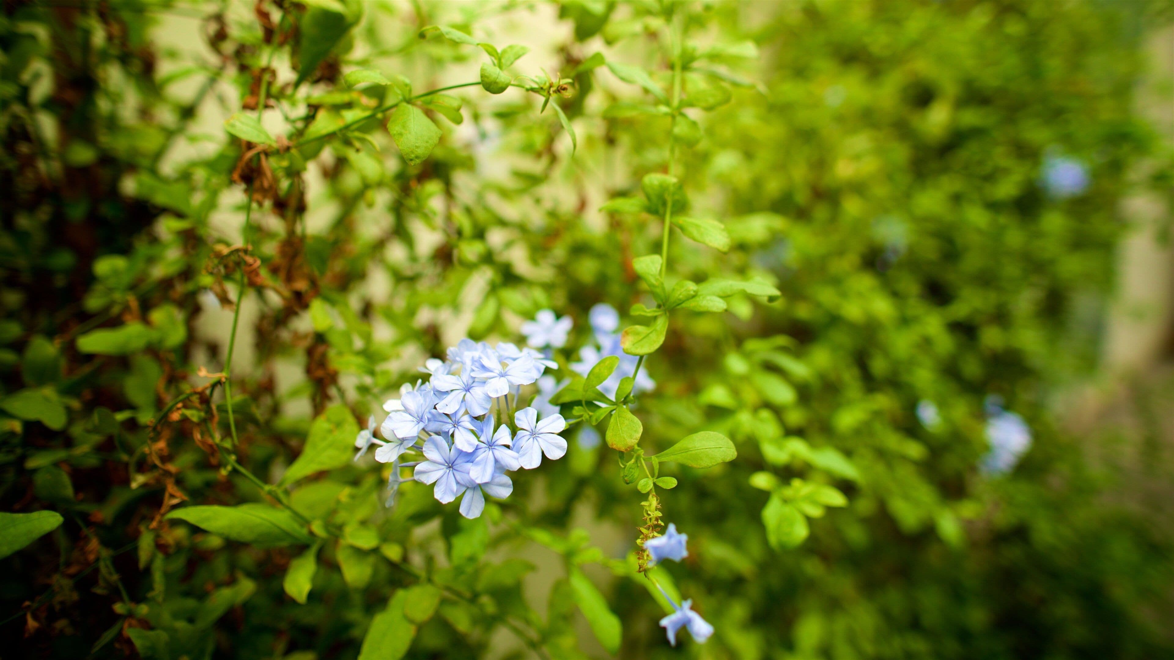 Padua Botanical Garden featuring wild flowers