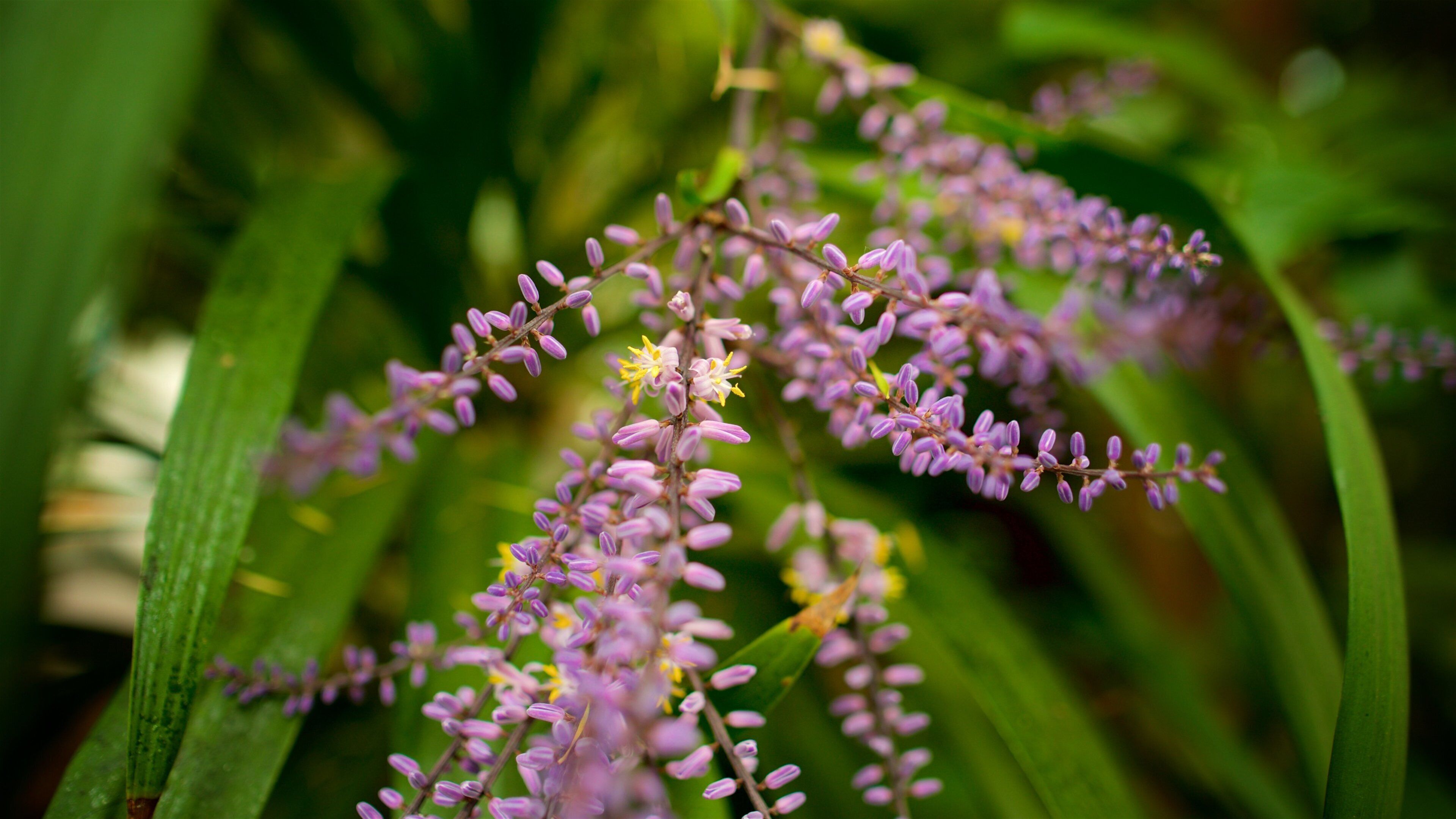 Jardim Botânico de Pádua que inclui flores silvestres