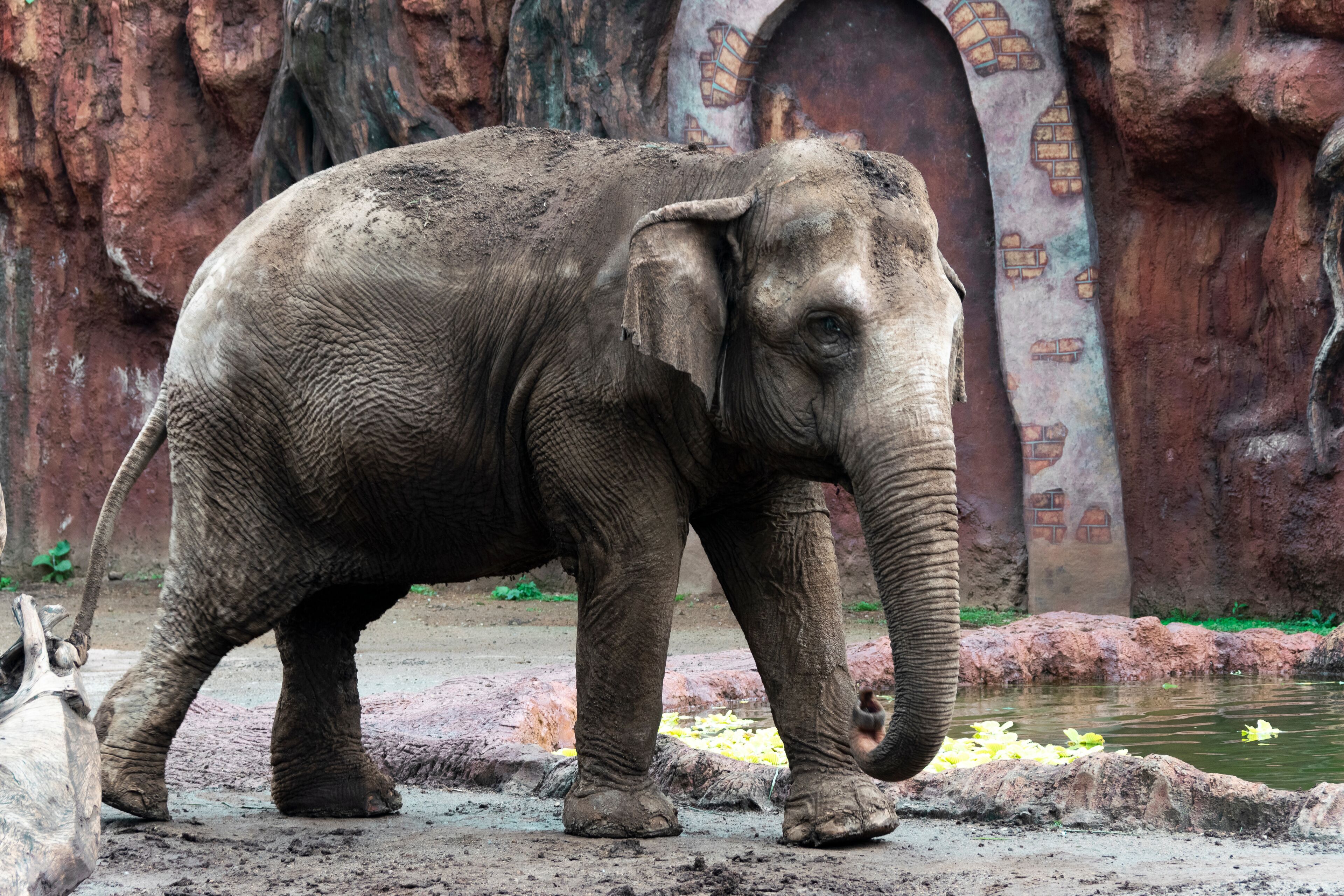 Elephant in captivity in a zoo in Guatemala City called La Aurora, caged space, limitation of freedom, human hegoism.