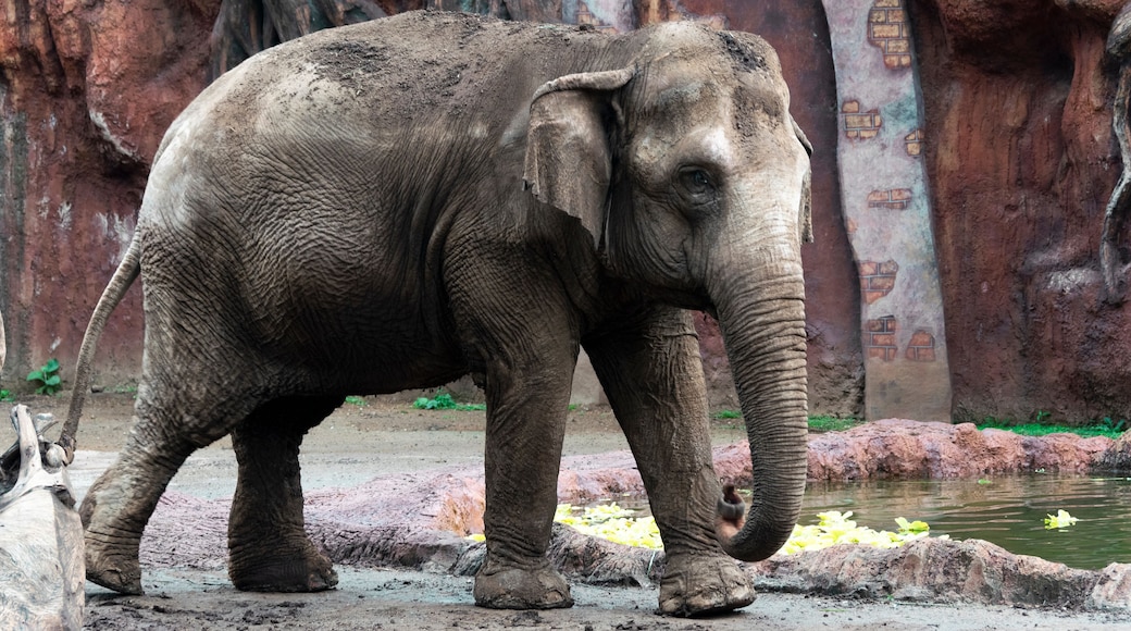 Elephant in captivity in a zoo in Guatemala City called La Aurora, caged space, limitation of freedom, human hegoism.