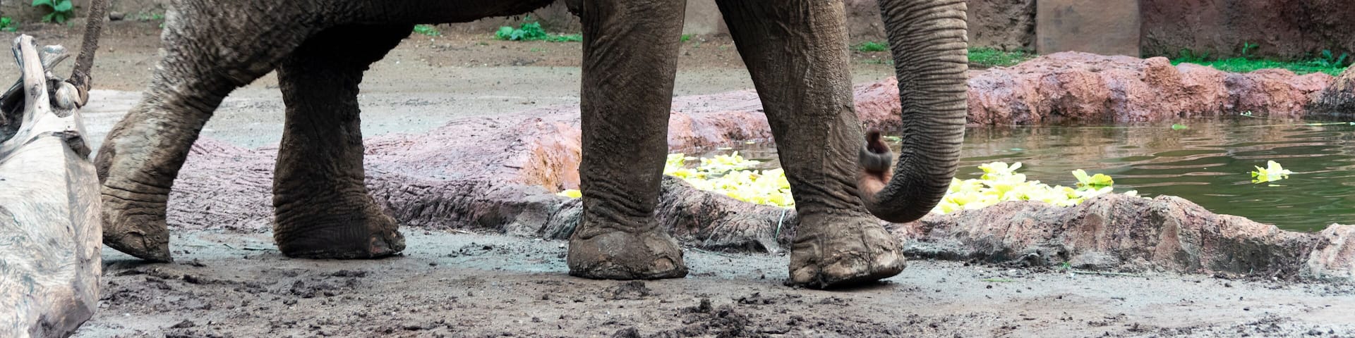 Elephant in captivity in a zoo in Guatemala City called La Aurora, caged space, limitation of freedom, human hegoism.