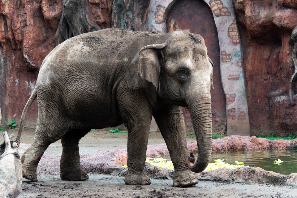 En elefant som står i ett stenigt område med en vattenfontän och målade stenmurar.