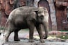 Elephant in captivity in a zoo in Guatemala City called La Aurora, caged space, limitation of freedom, human hegoism.