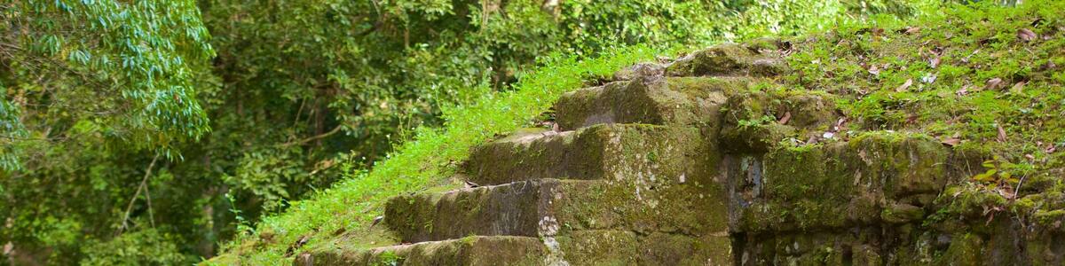 Tikal featuring forests and heritage elements