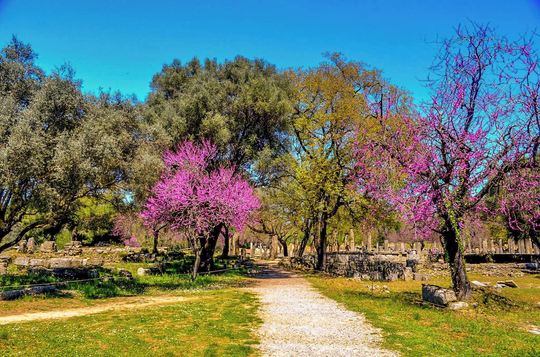 A pathway through a park with blooming pink trees and stone ruins.