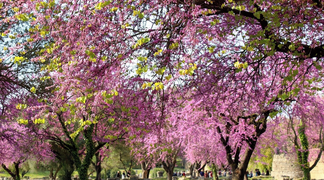 I mean, do I have to explain? Just look at this. Besides its beauty, this is also a very historical place. The first ever olympic games were held here. You can walk through the remains and blossom trees and I highly recommend having a sprinting competition on the remaining sport fields. Beautiful place with a nice, little museum to learn lots.