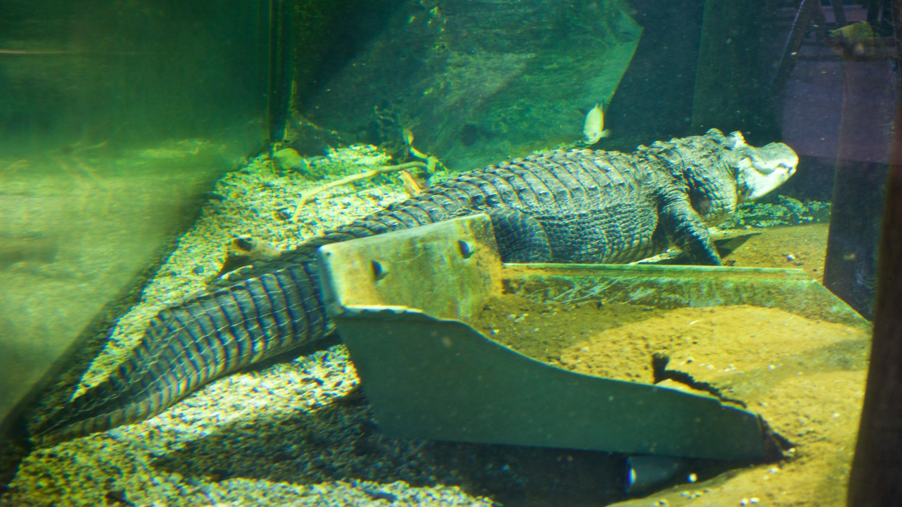 National Mississippi River Museum and Aquarium inclusief zeedieren en gevaarlijke dieren