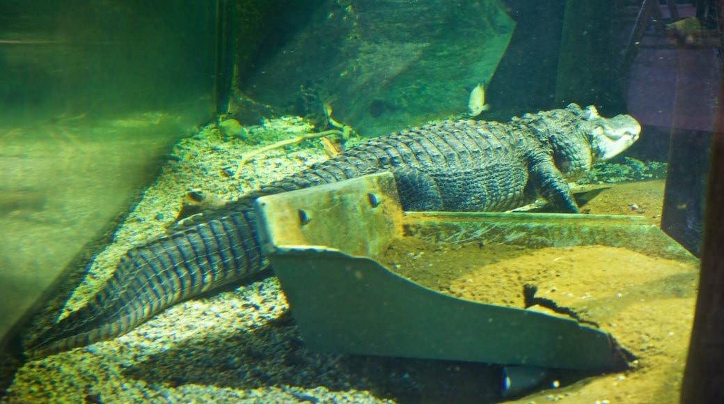 National Mississippi River Museum and Aquarium ofreciendo vida marina y animales peligrosos