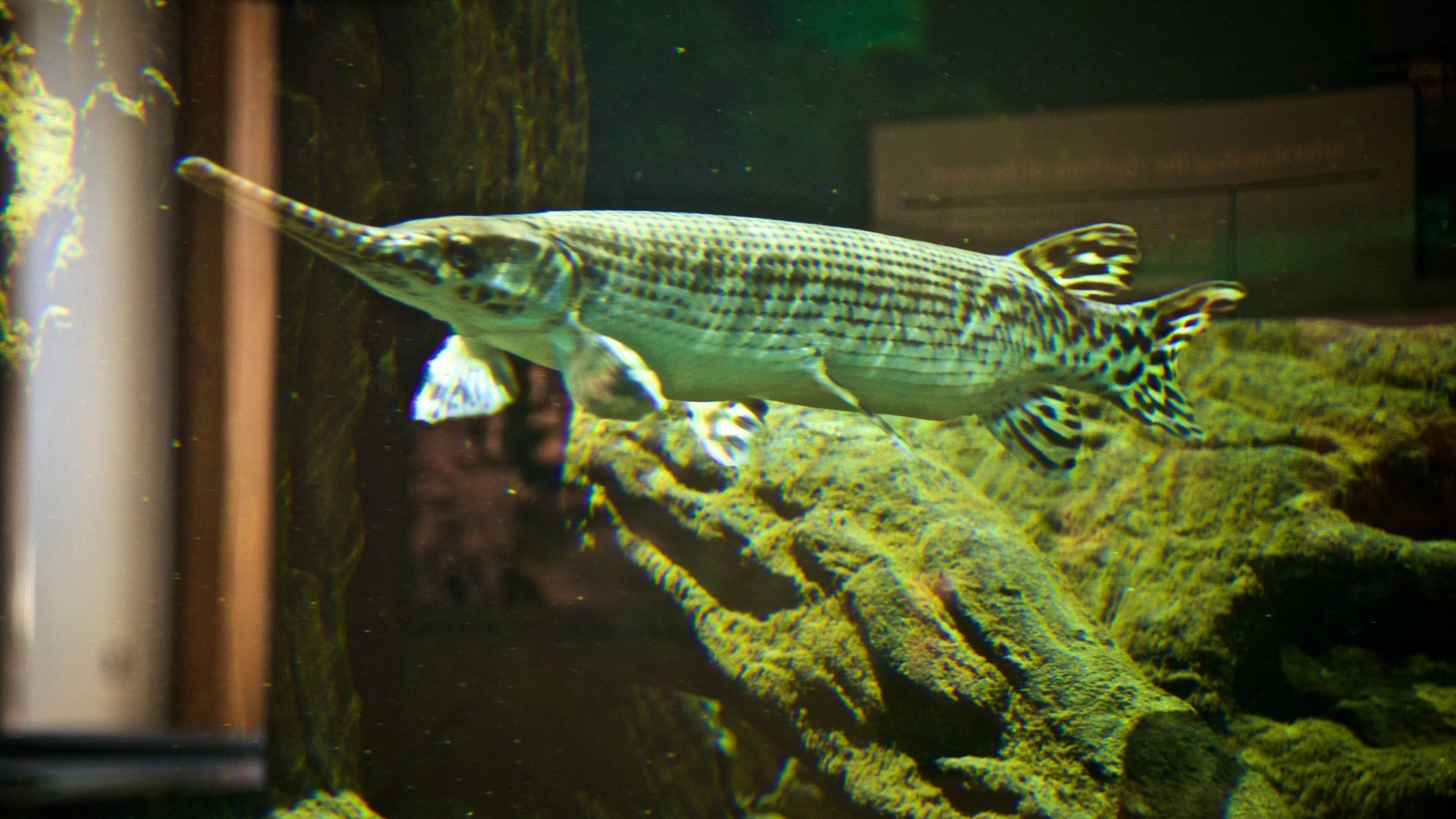 National Mississippi River Museum and Aquarium ofreciendo vida marina