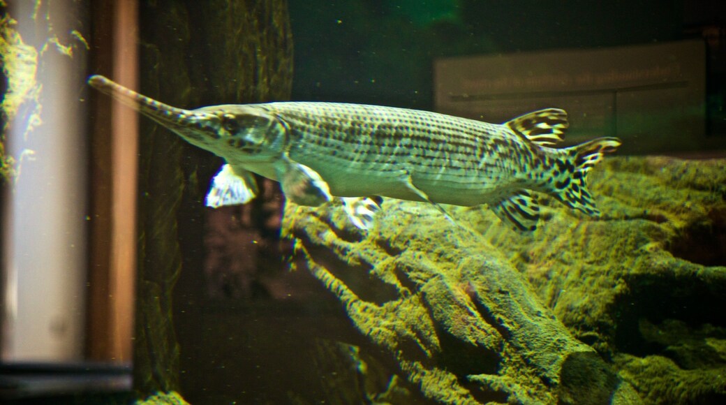 National Mississippi River Museum and Aquarium ofreciendo vida marina