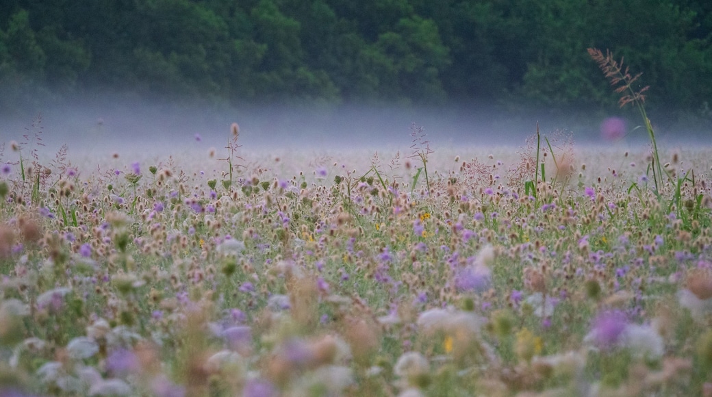 Lavender mist. Wildflowers at dawn. #mybackyard #wildflowers