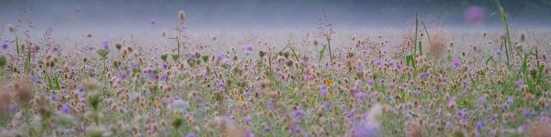 Un campo de flores silvestres con un fondo brumoso y árboles densos.