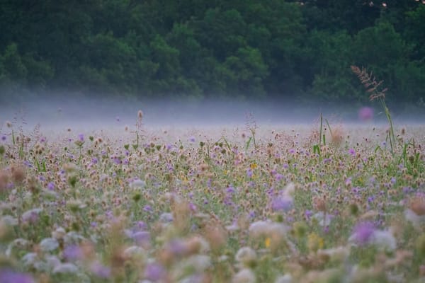 Um campo de flores silvestres com um fundo nevoento e árvores densas.