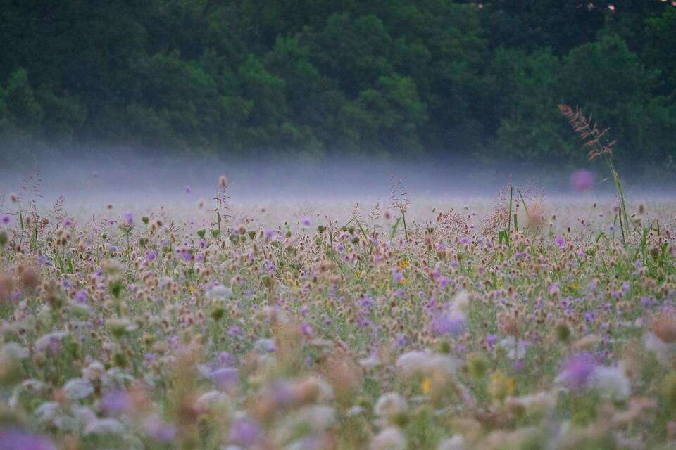 A field of wildflowers with a misty background and dense trees.